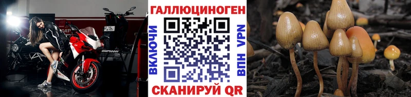 Купить где  Елабуга  Псилоцибиновые грибы GOLDEN TEACHER 